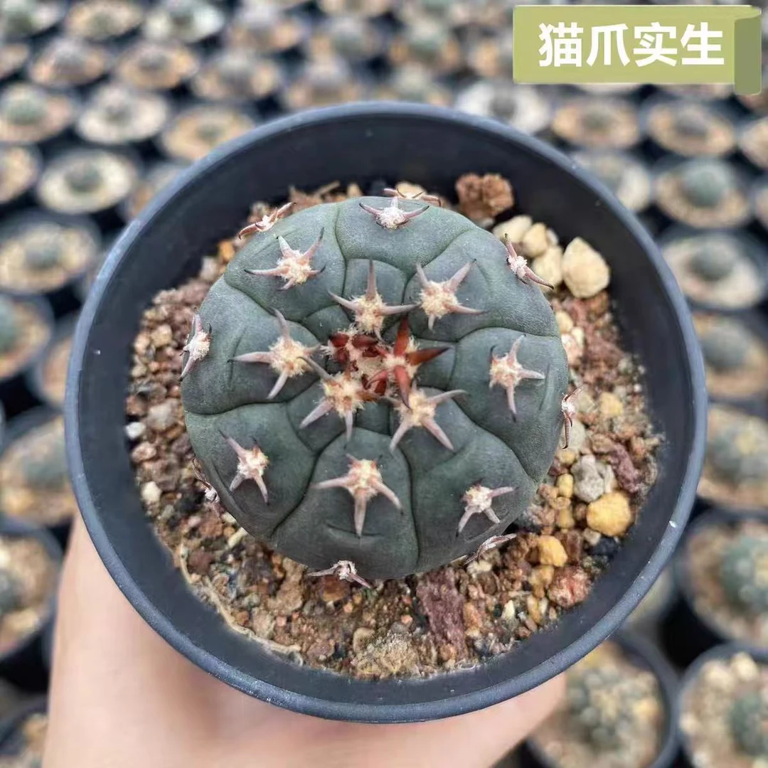 猫爪仙人球实生萝卜根精品