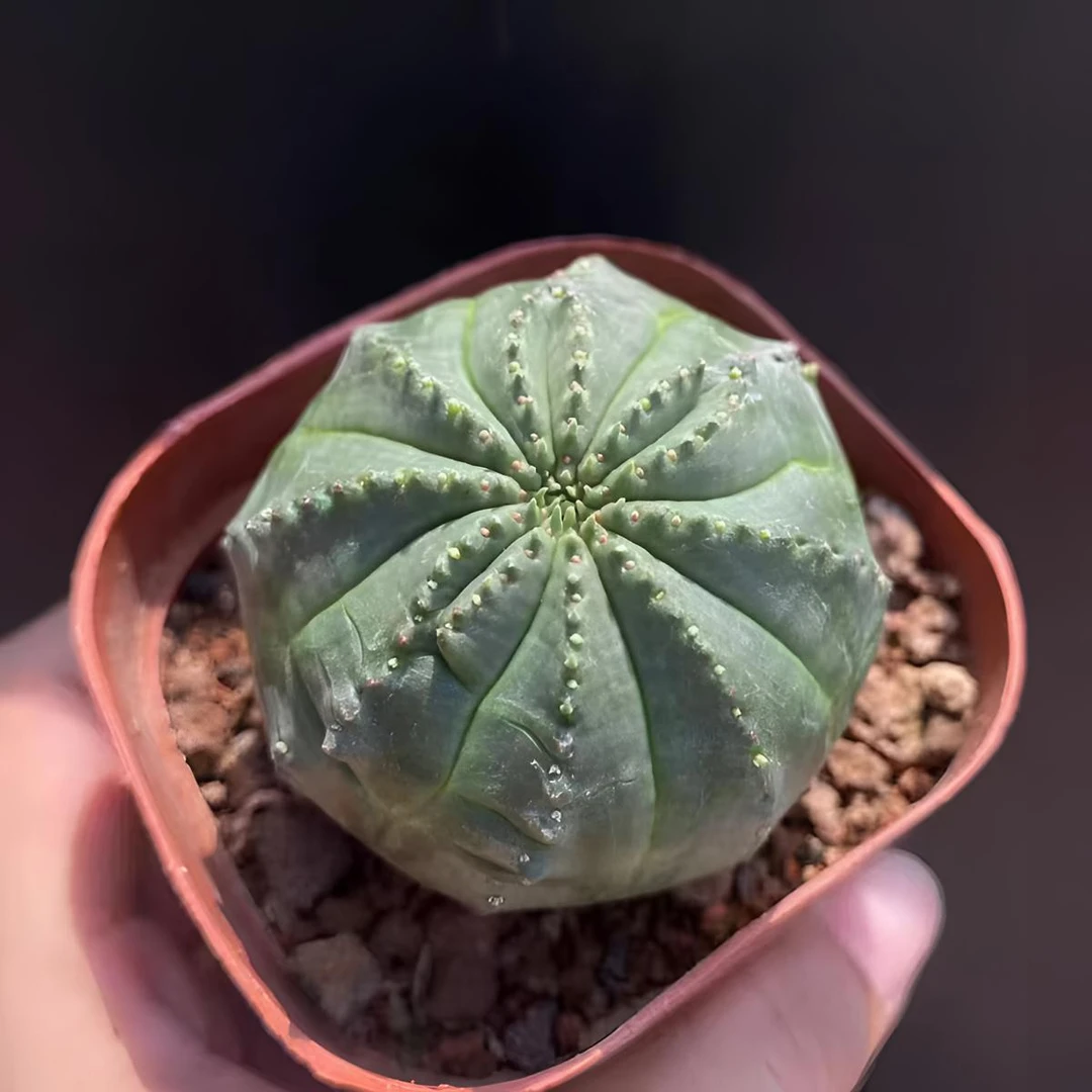 自根布纹球萝卜实生根鱼仙人球