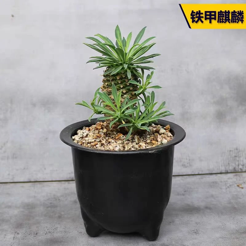 铁甲麒麟大戟科多肉春天开花绿植盆栽