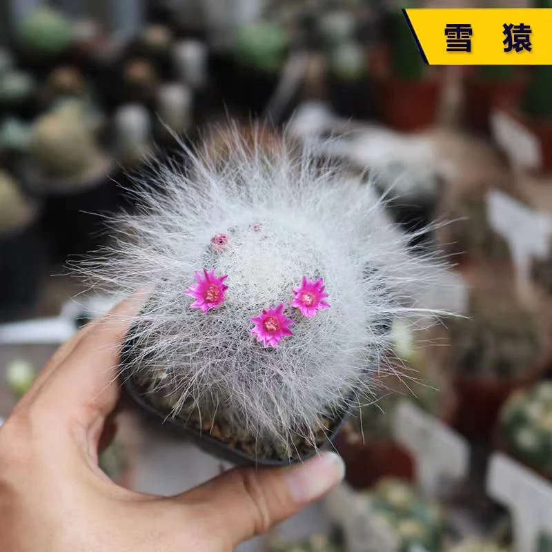 雪猿仙人球稀有长毛白毛开花美观仙人掌多肉阳台庭院小盆栽防辐射