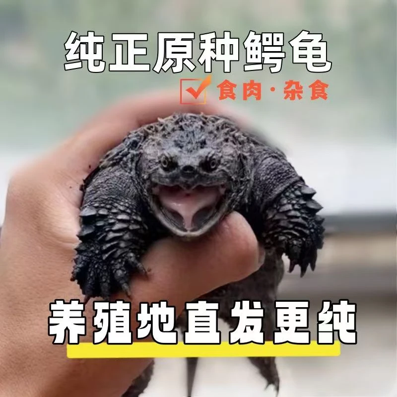 北美外塘小鳄乌龟活体观赏宠物龟凶猛霸气食肉龟幼龟