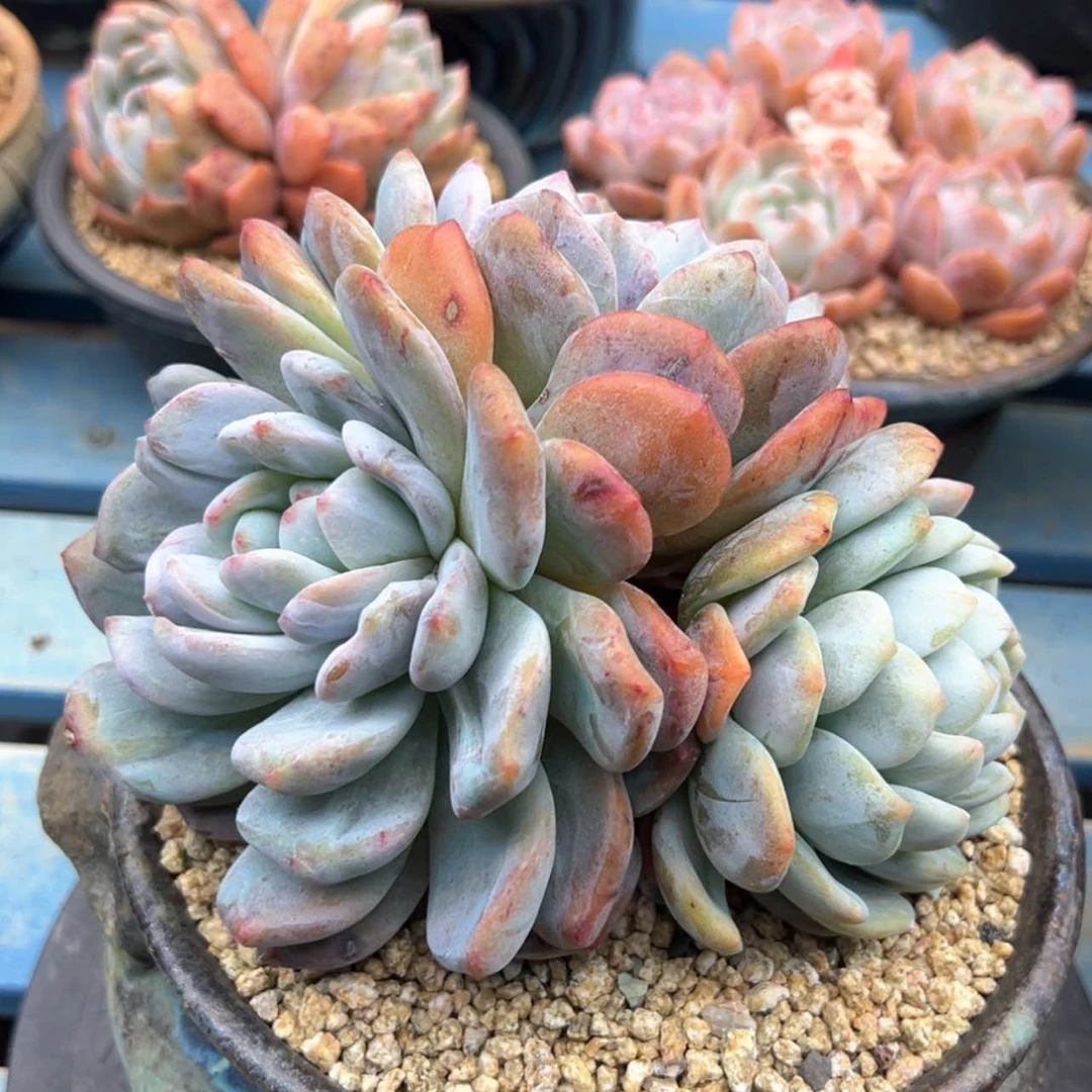 【闪购商品】柯*珉石化
