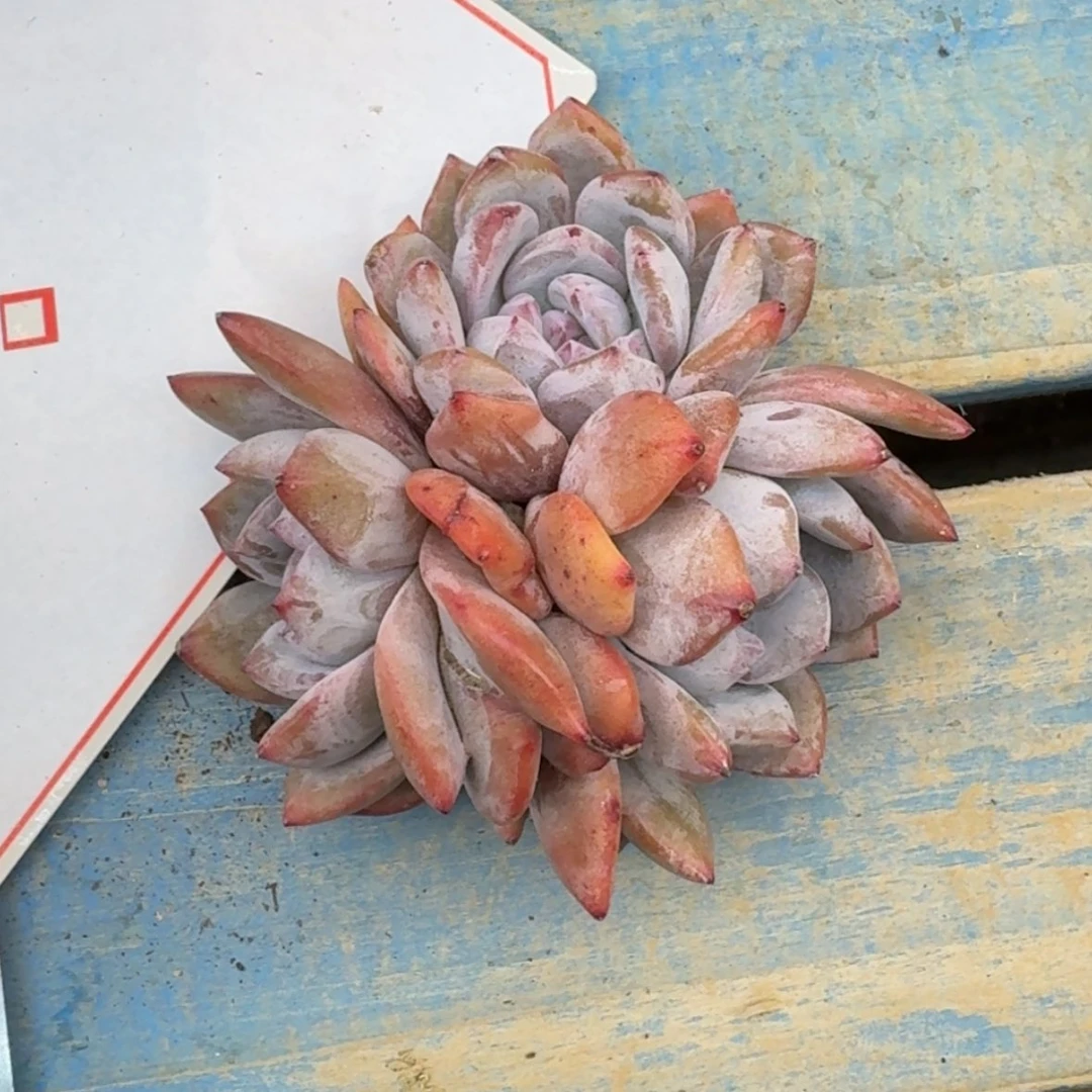 【闪购商品】悠**心石榴籽星影