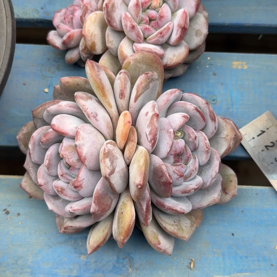 【闪购商品】弓*张石榴籽星影2颗