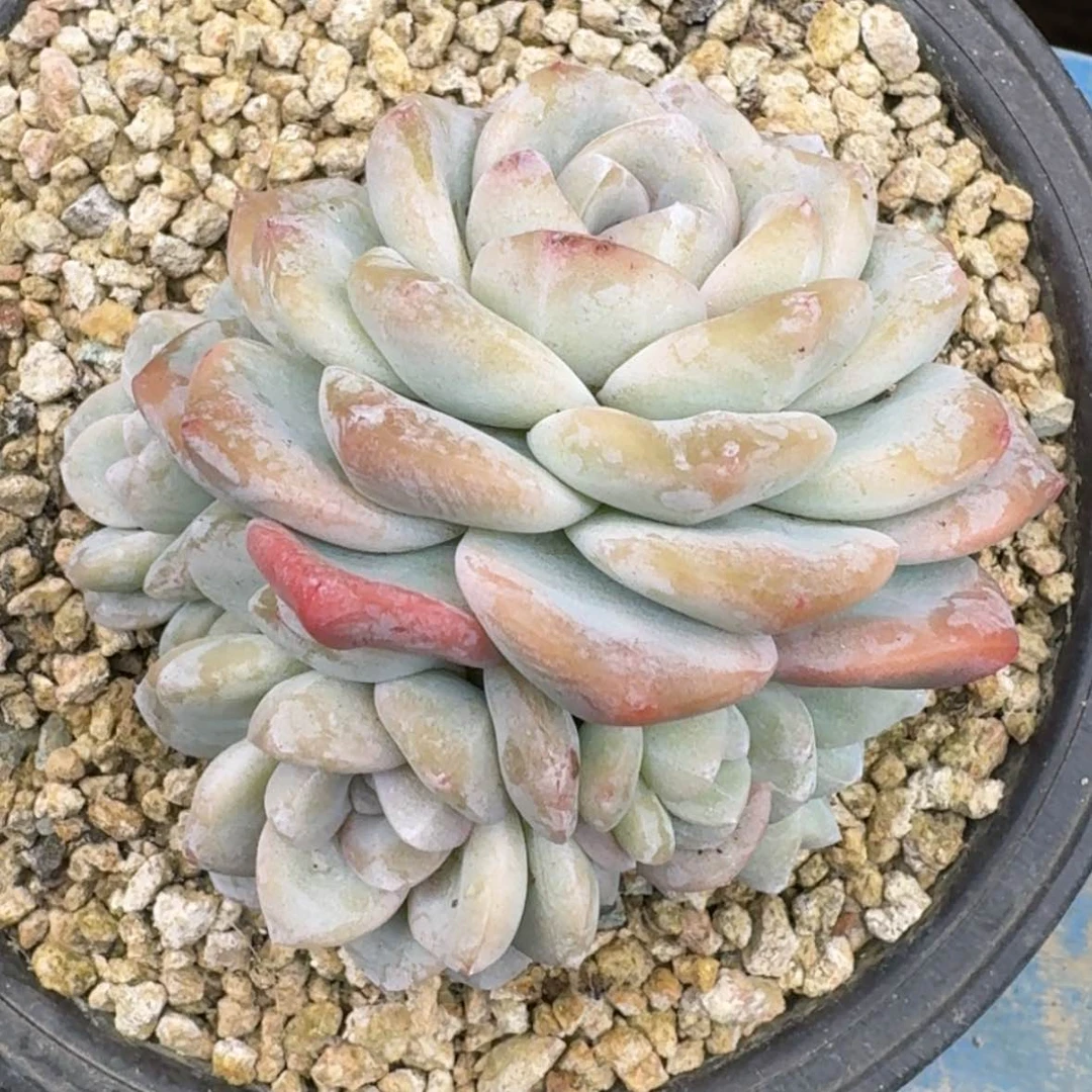 【闪购商品】奕**e冰玉2颗