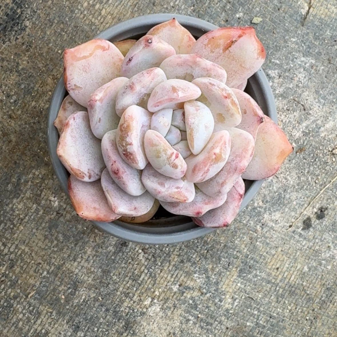 【闪购商品】三****）石化
