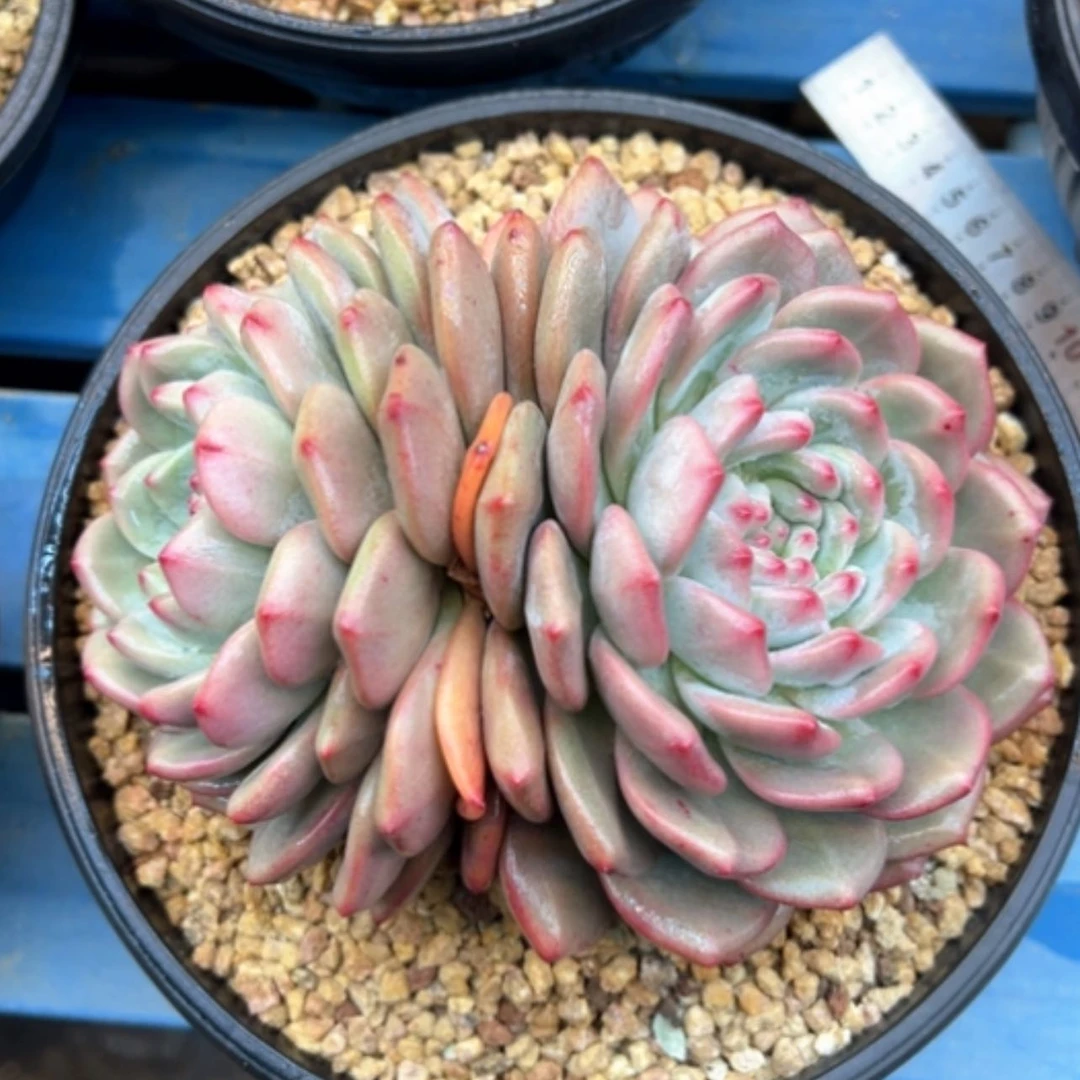 【闪购商品】凌雪双头17cm