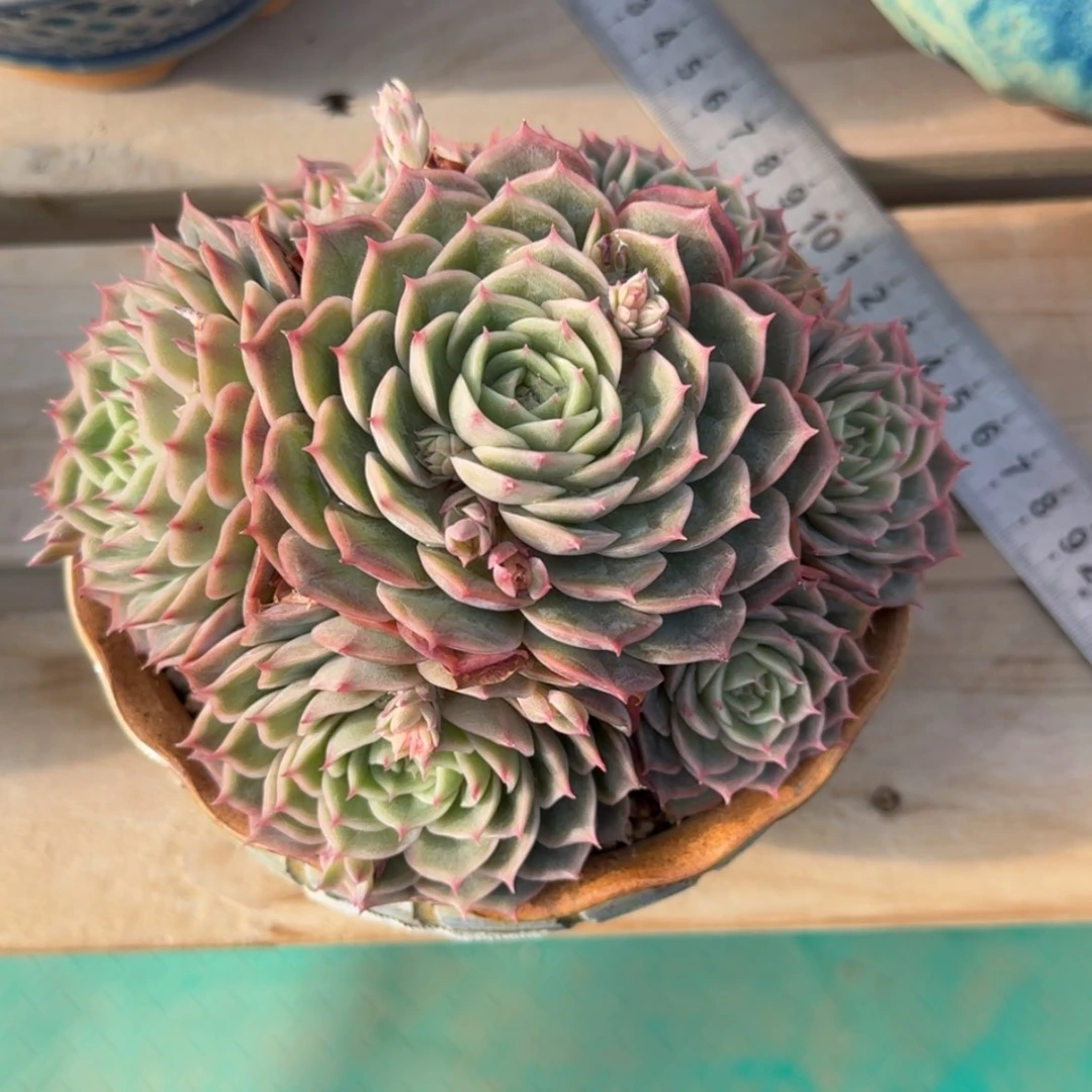 【闪购商品】@****?昂斯诺