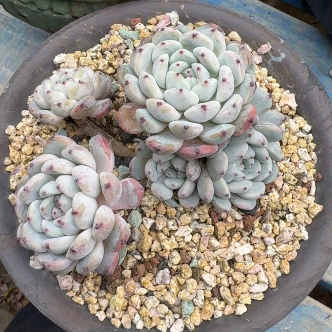 【闪购商品】小*花雪爪