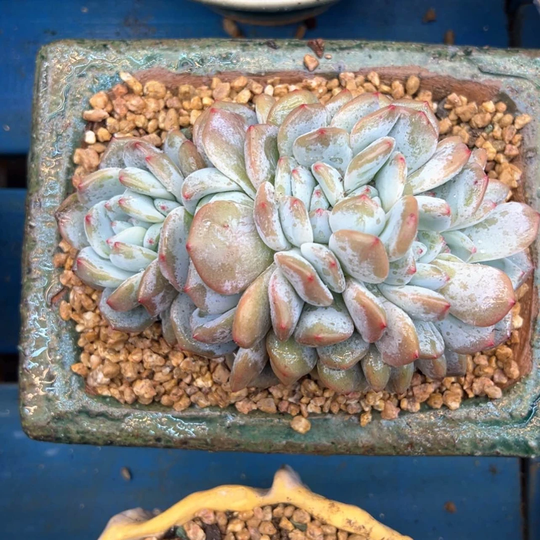 【闪购商品】浅*鱼星影