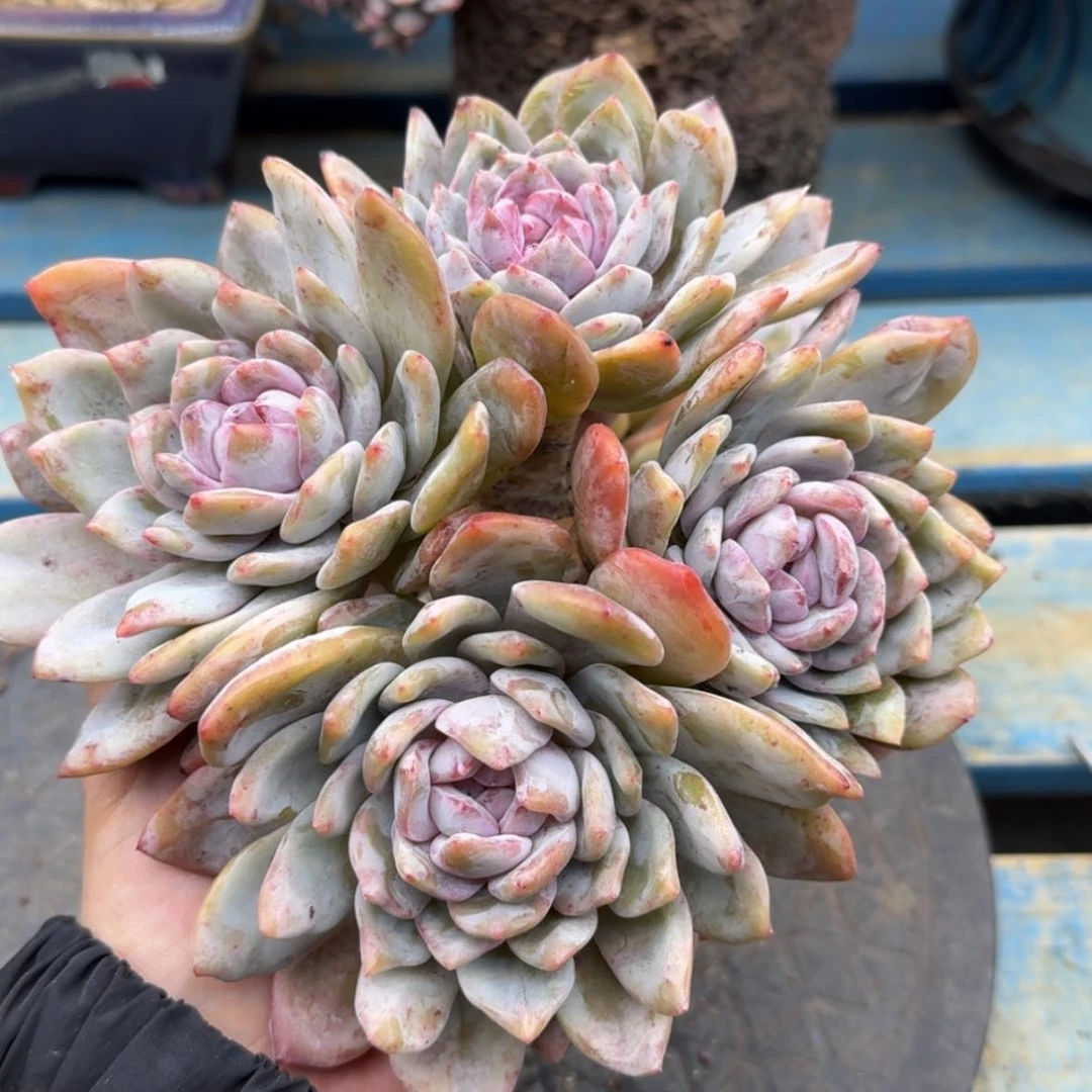 【闪购商品】孬*嫑星影