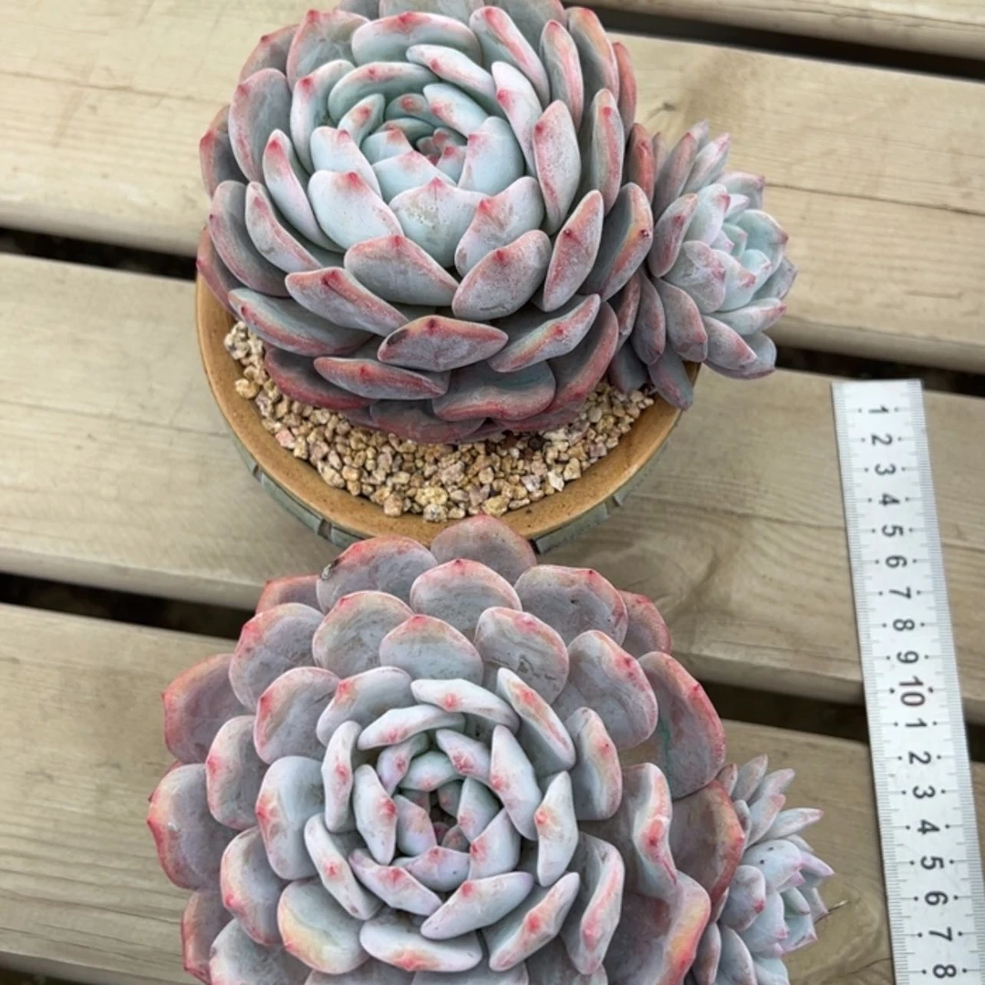 【闪购商品】星影2颗
