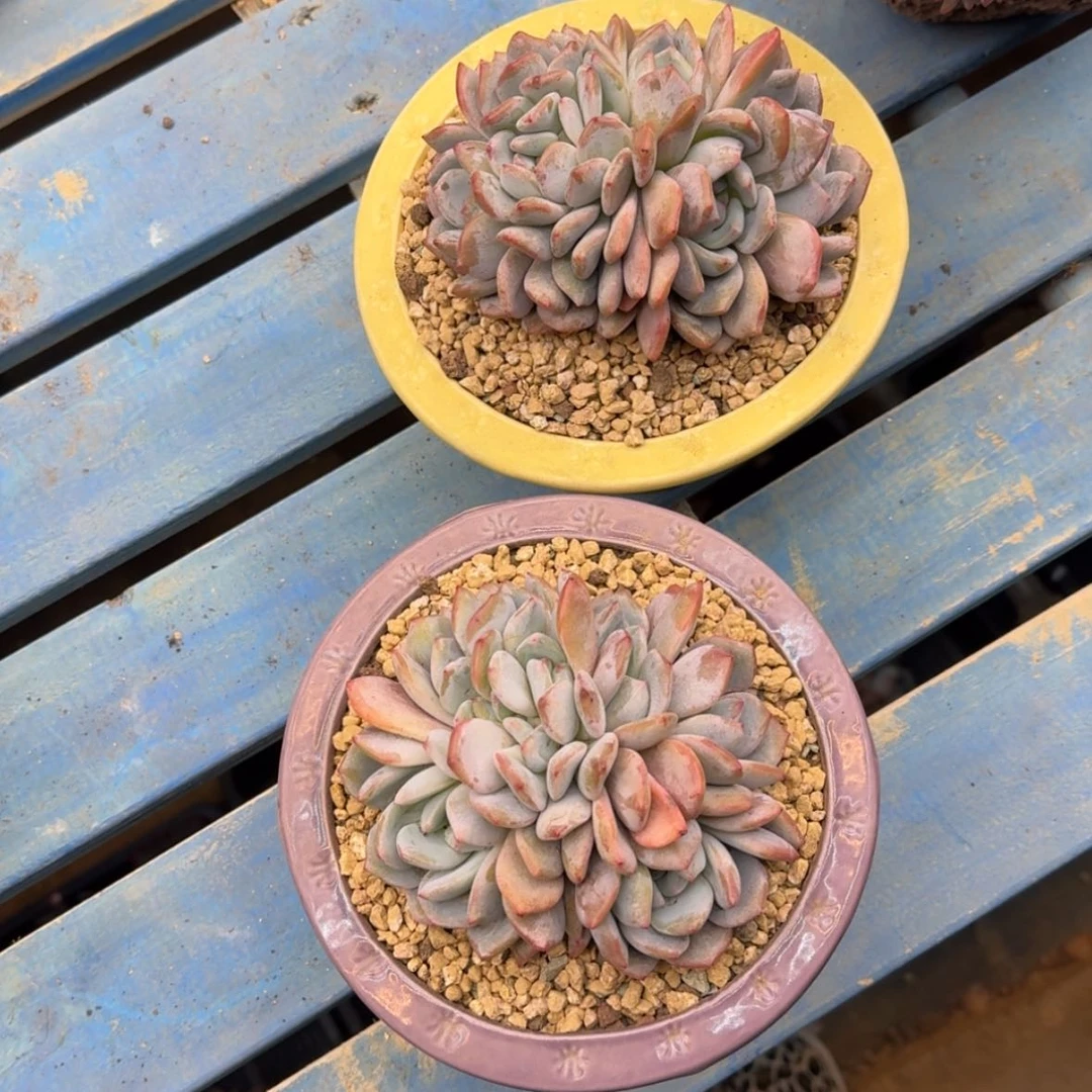 【闪购商品】小*花星影2颗