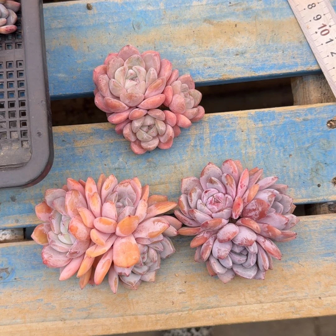 【闪购商品】然**呀星影3颗