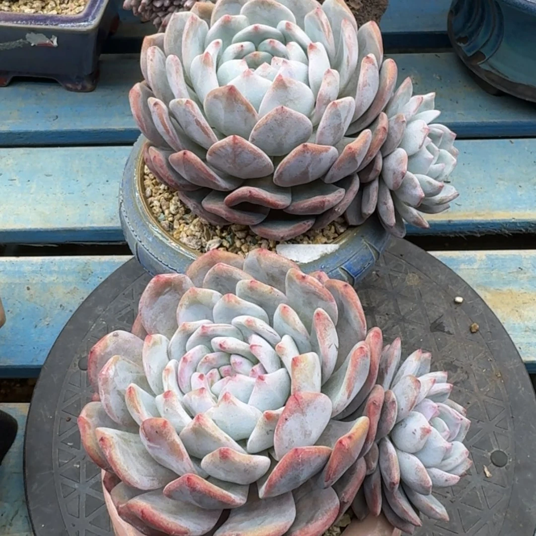 【闪购商品】星影2颗