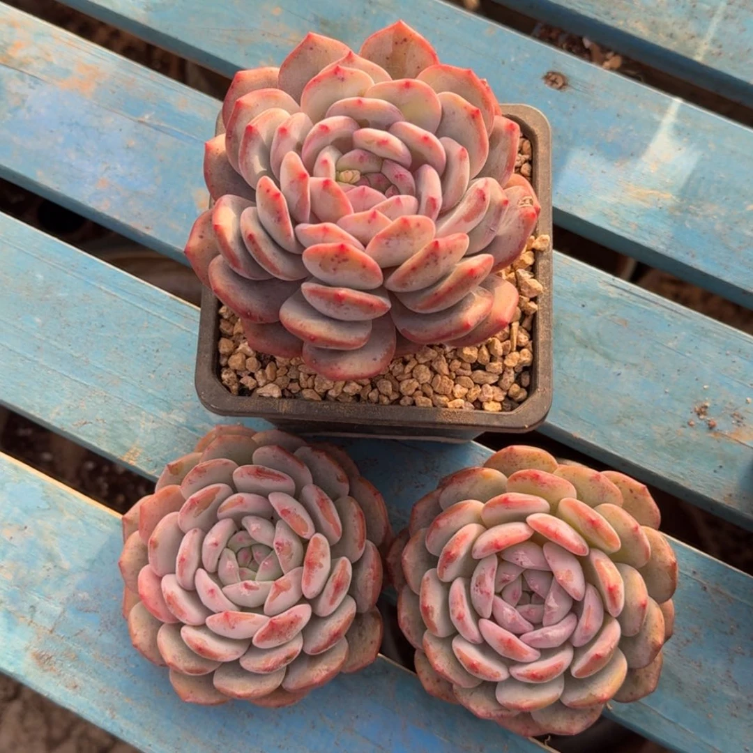 【闪购商品】微*…星影3颗