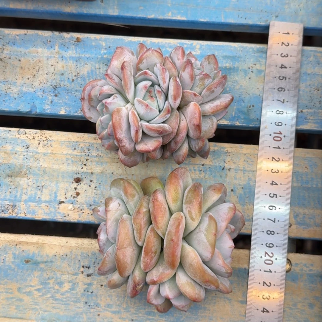 【闪购商品】小*花石榴籽2颗