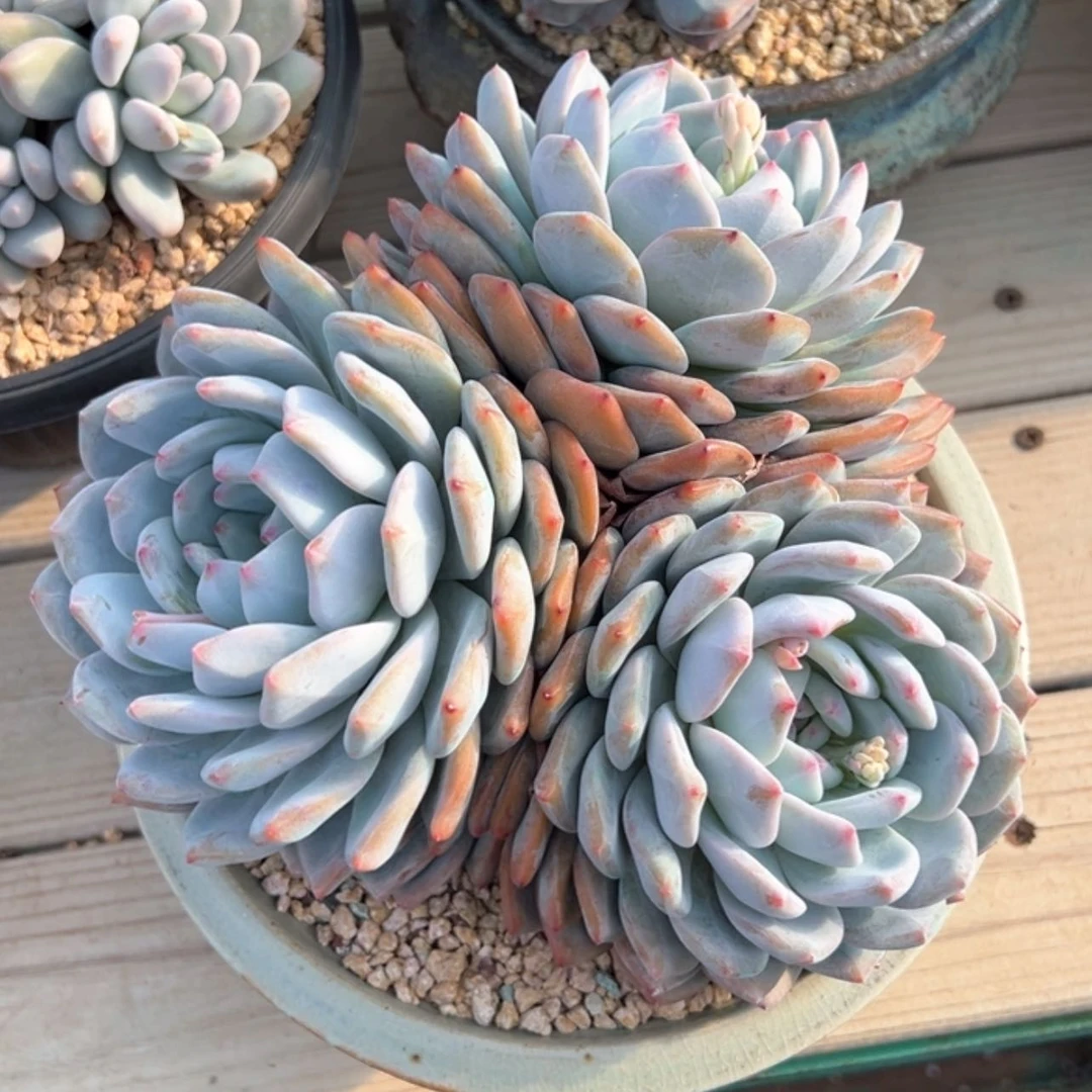 【闪购商品】静*星影