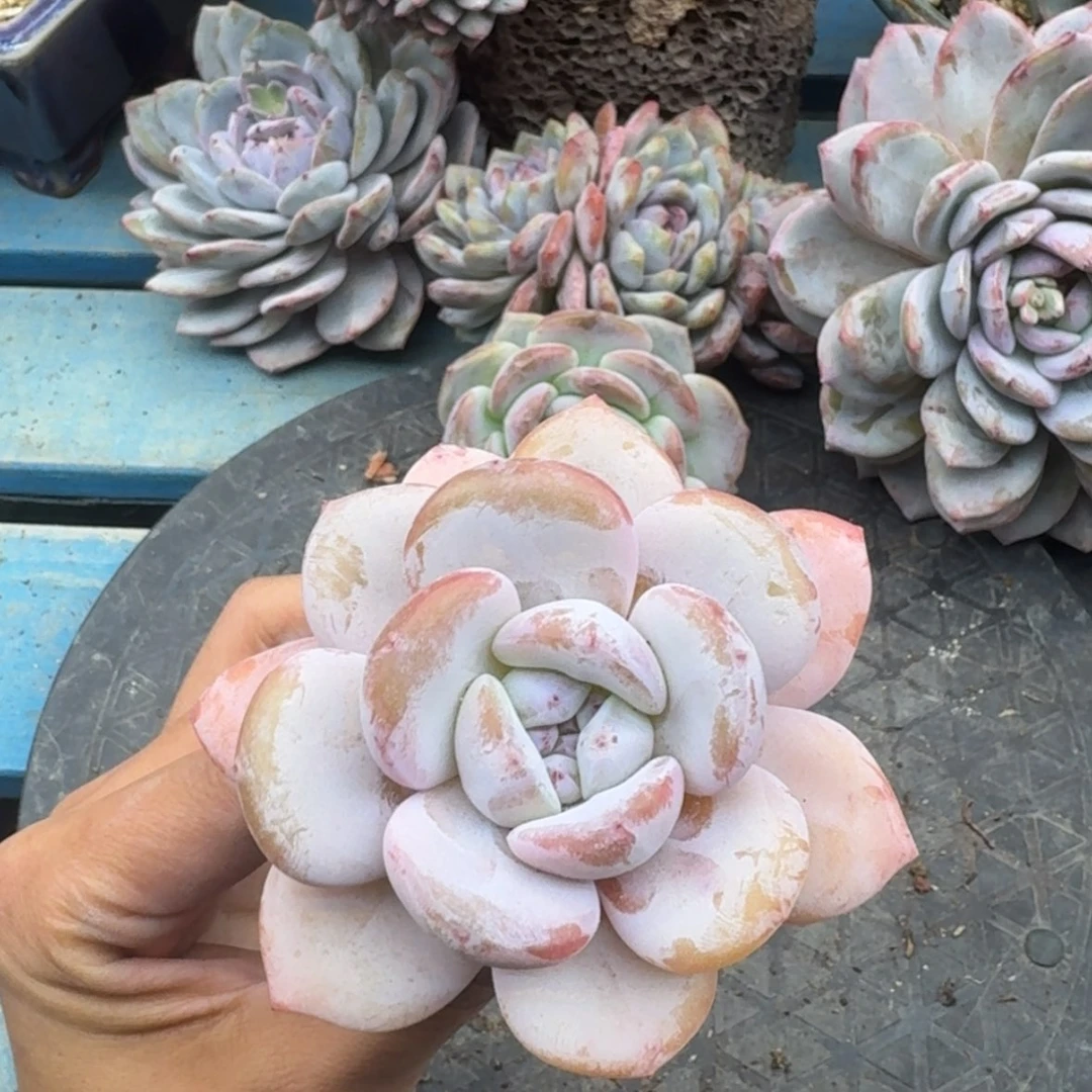 【闪购商品】Y*星影杂