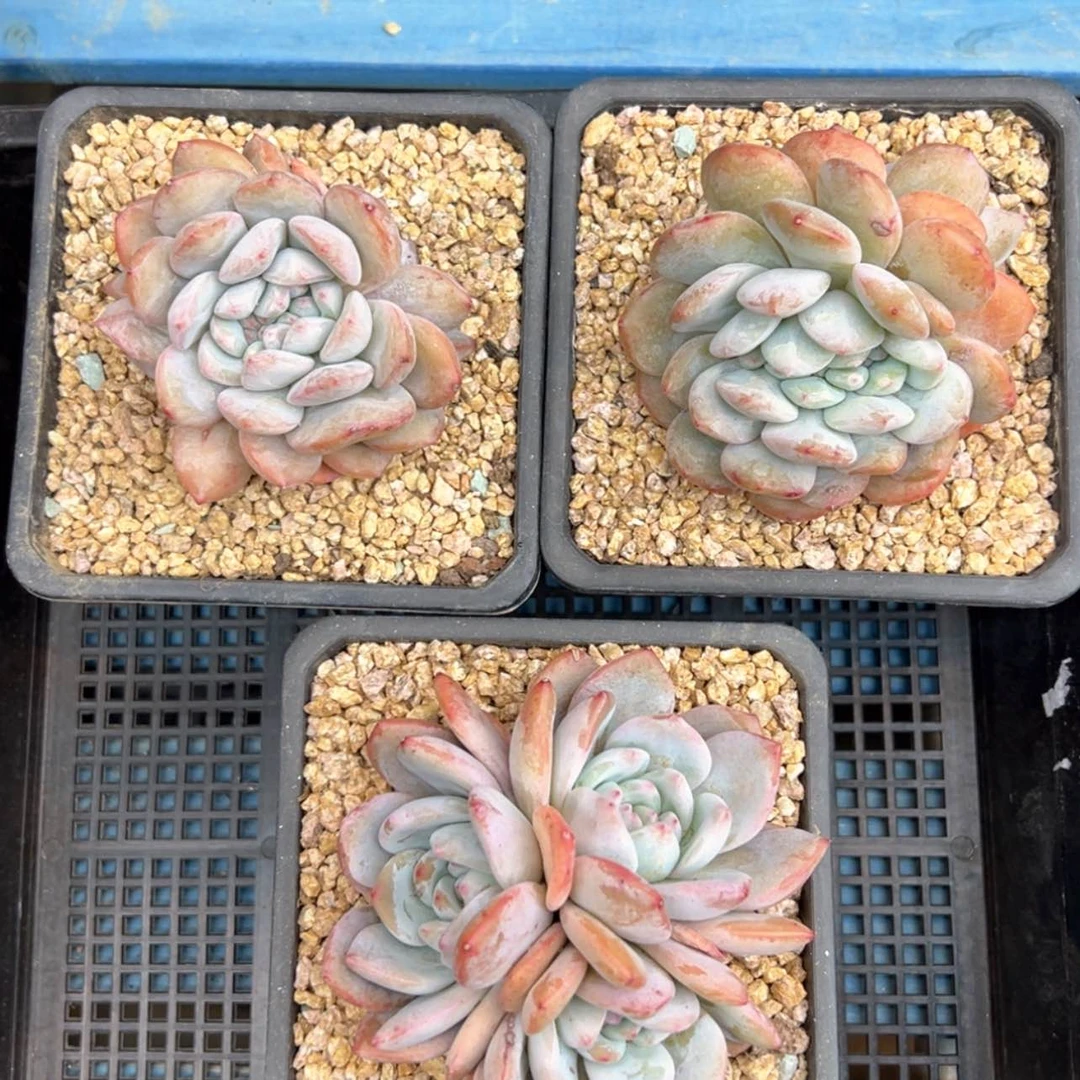 【闪购商品】星影3颗9-10cm