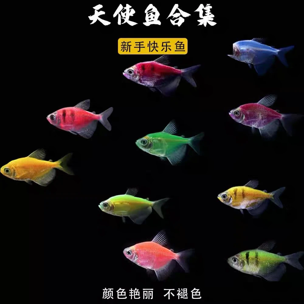 天使鱼小型热带淡水鱼观赏鱼活体翡翠绿红