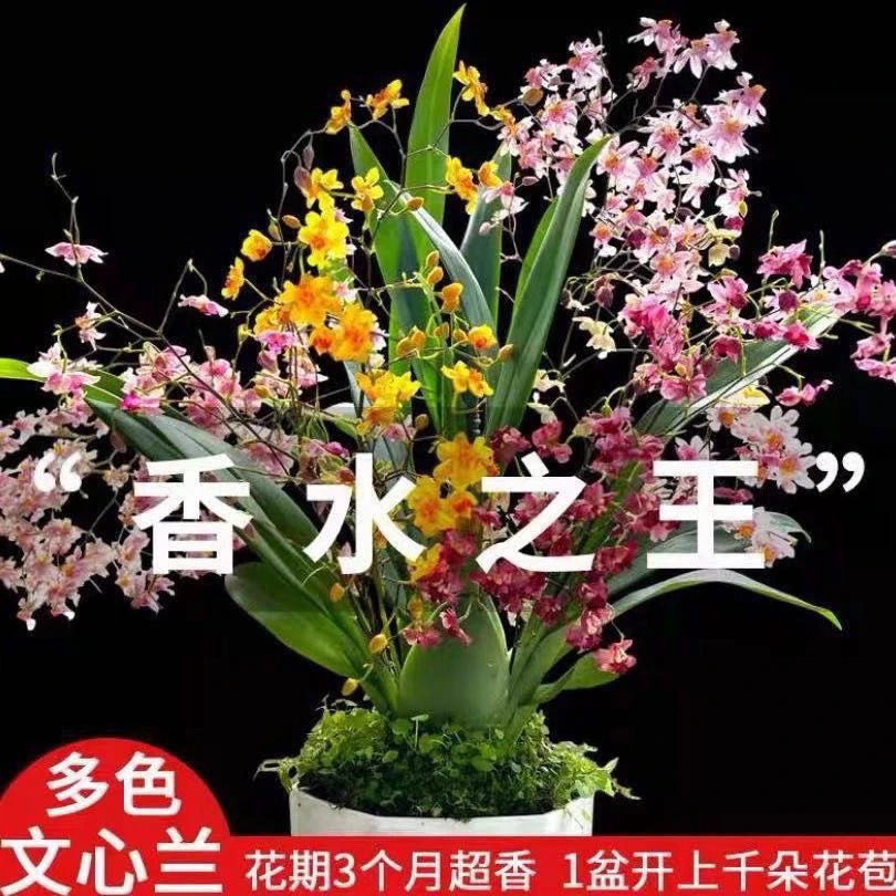 （粉丝福利）文心兰2支花剑买一送一基地直发带懒人盆好养颜色随机