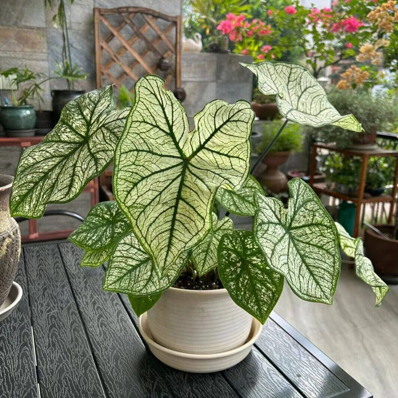 彩叶芋白色恋人盆栽喜阴可水养水生水培植物盆栽室内绿植庭院易养
