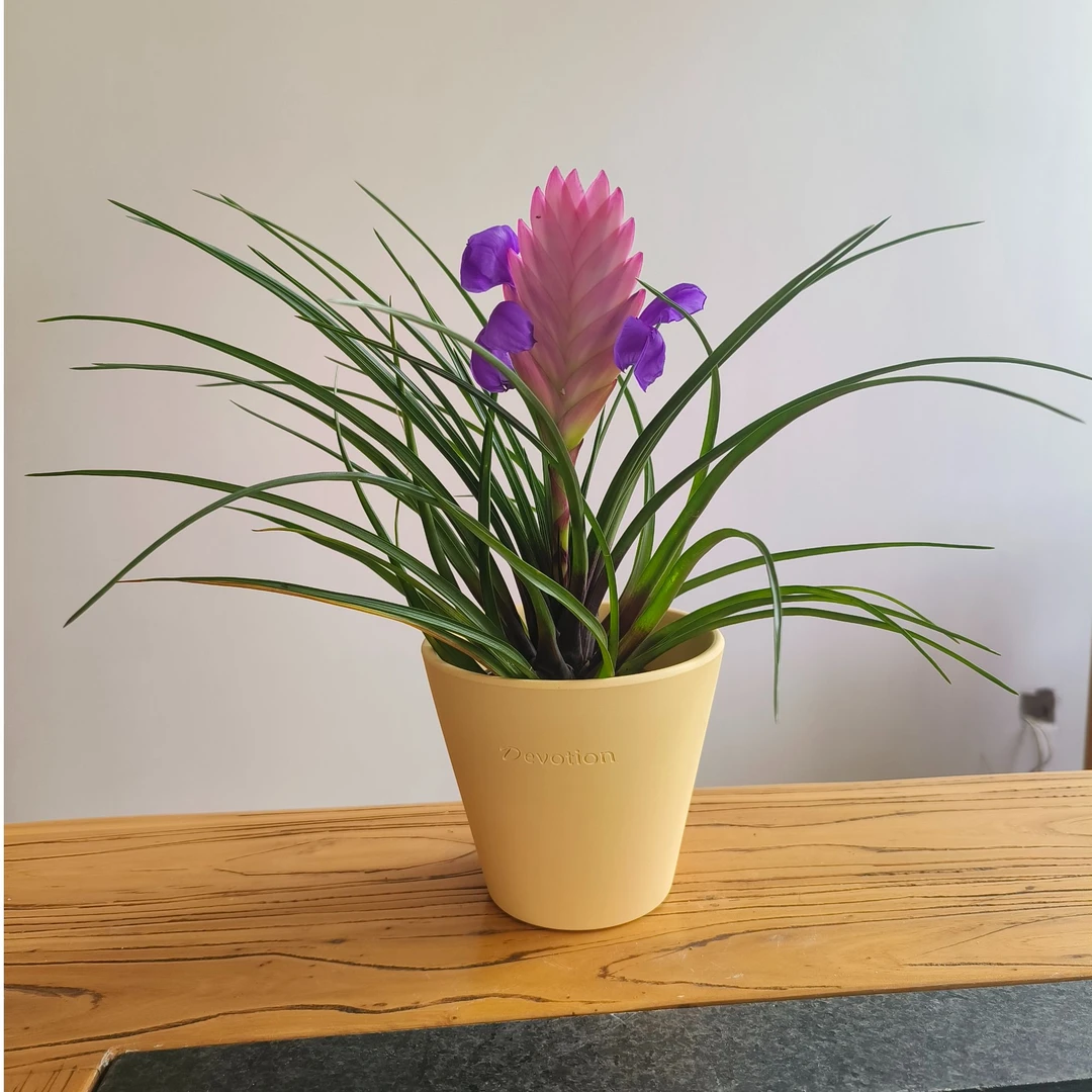 【 铁兰】  铁扇公主 招财聚福 净化空气 适合室内养