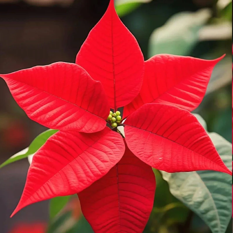 一品红中国红鲜花盆栽四季开花带花苞庭院阳台客厅观花植物花卉