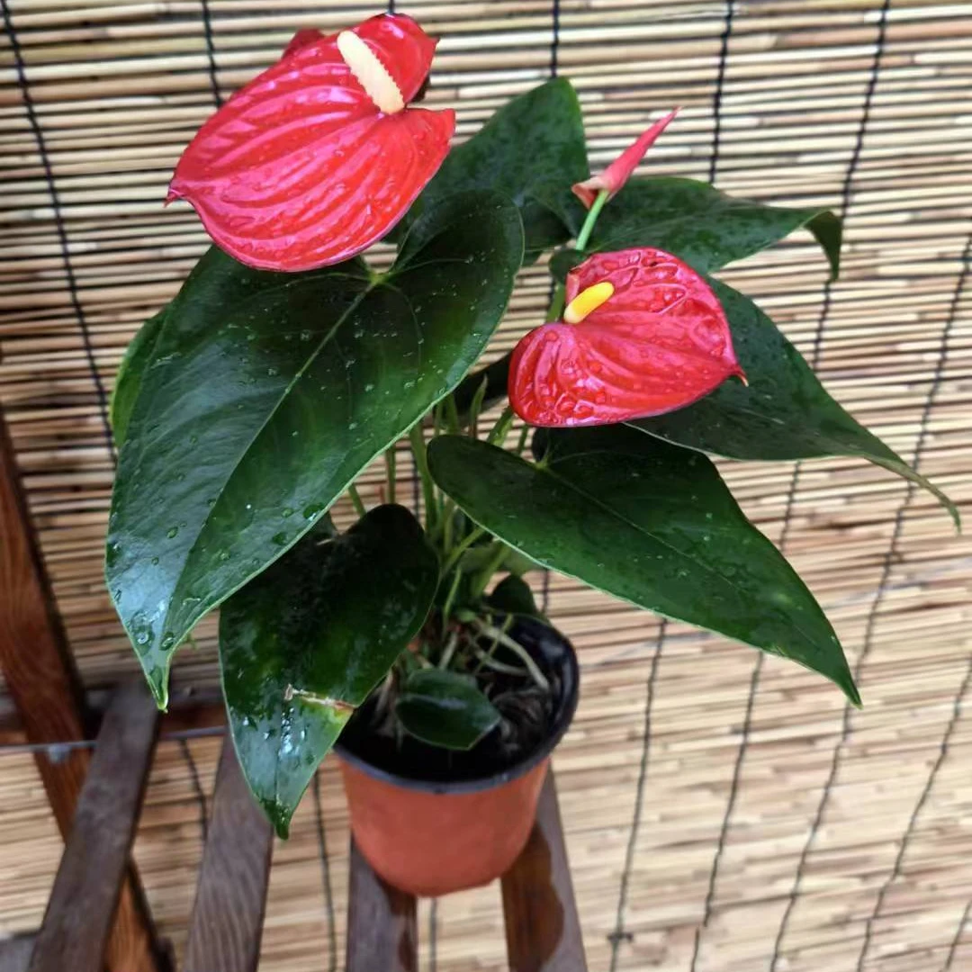 火鹤花【红掌】 净化空气 四季开花 极易养护