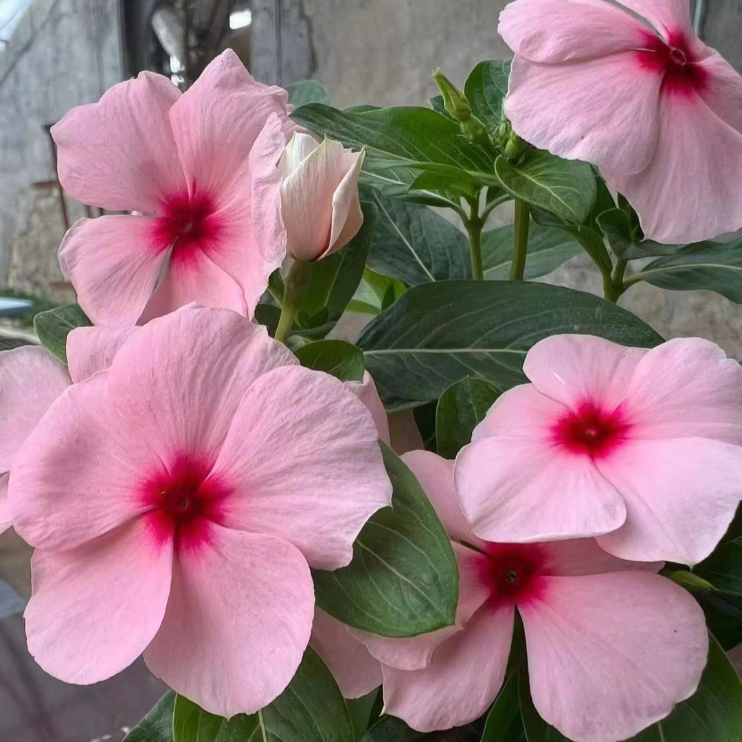 长春花  天天开花 (四棵一组）颜色随机搭配