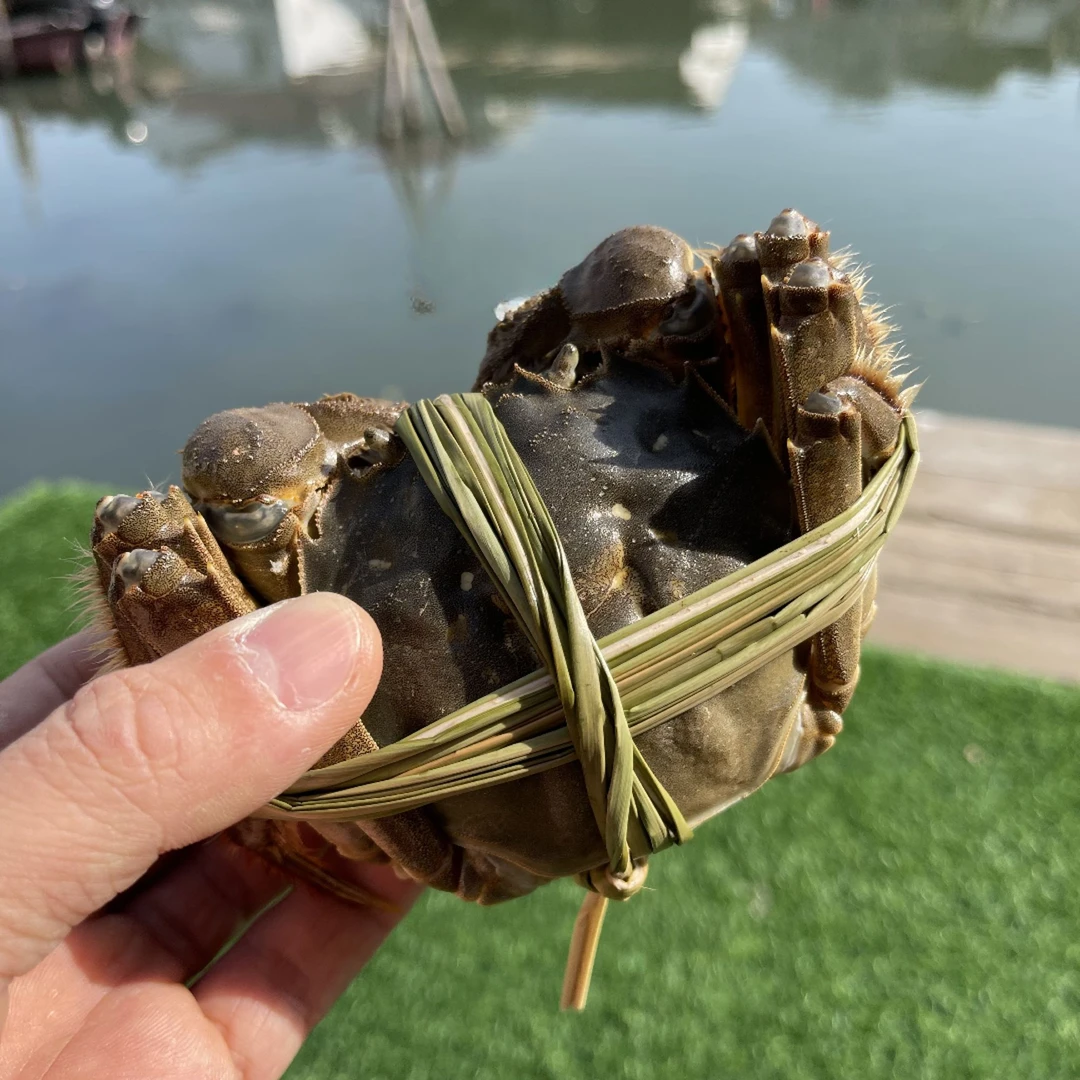 【活蟹】全母蟹2.8两 8-10只鲜活螃蟹 现货 去绳吐水裸重 苏州发货