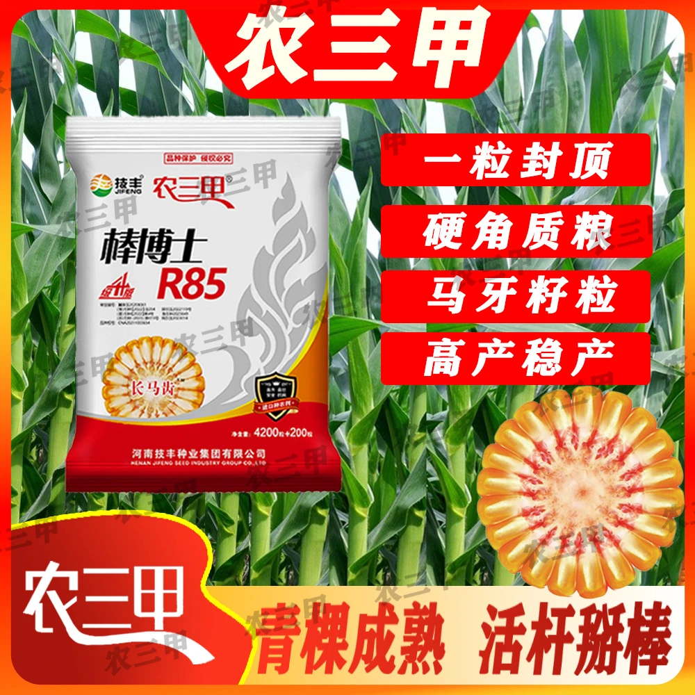 棒博士R85(黄吨粮）长马齿红轴大棒抗病抗倒产量高玉米正品玉米种