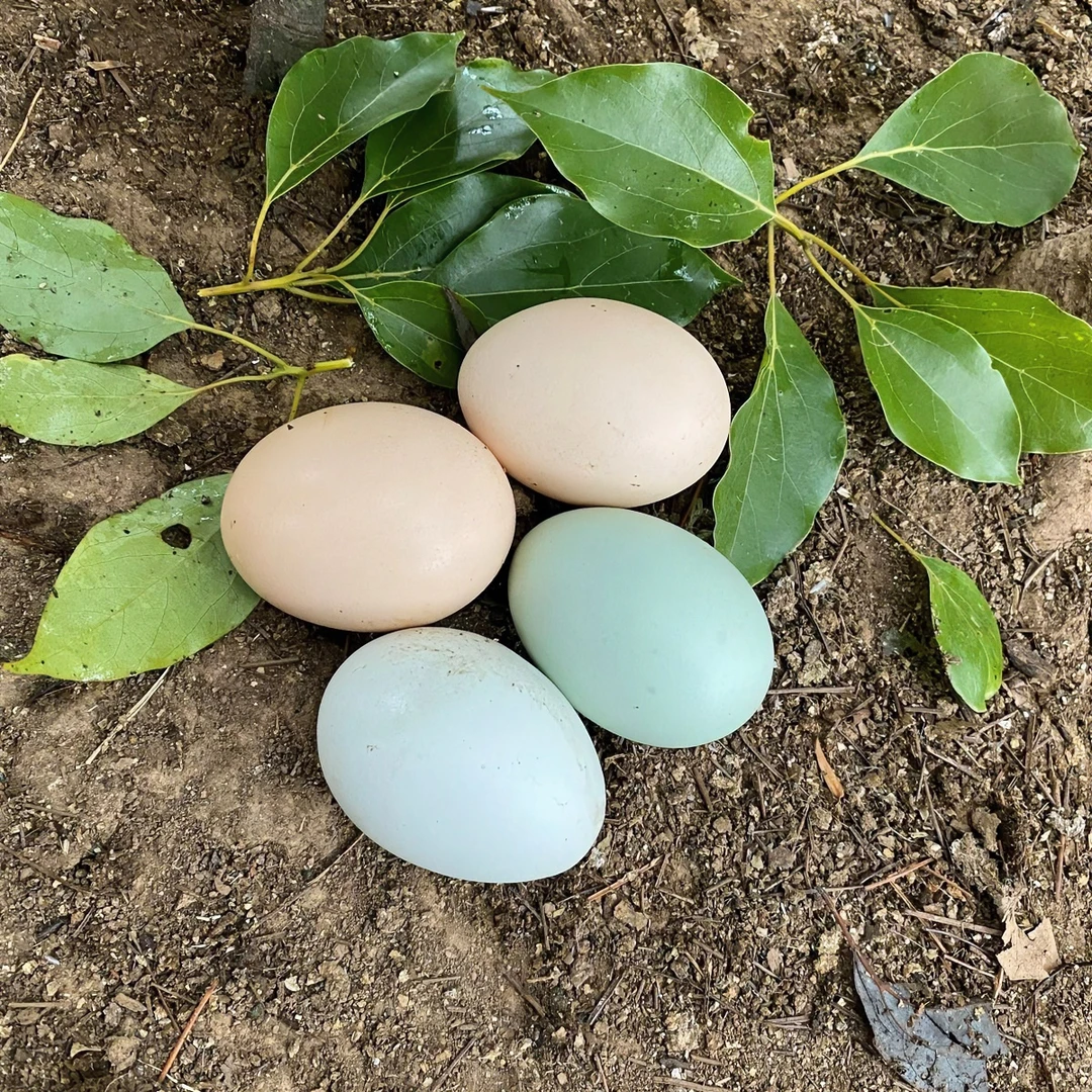 10枚茶果山土鸡蛋（赠品）