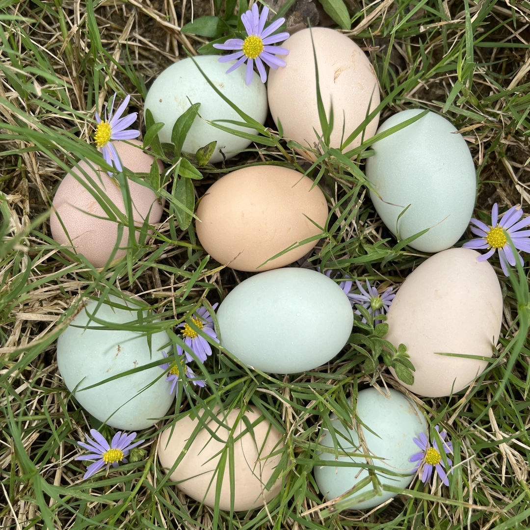 60枚茶果山松林土鸡蛋  （初生蛋）当日新鲜