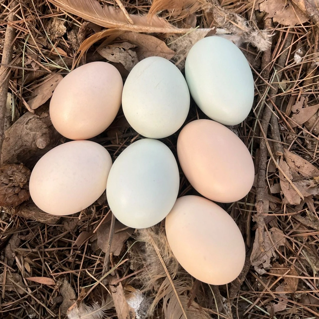 （受精率96%）30枚茶果山松林土鸡蛋