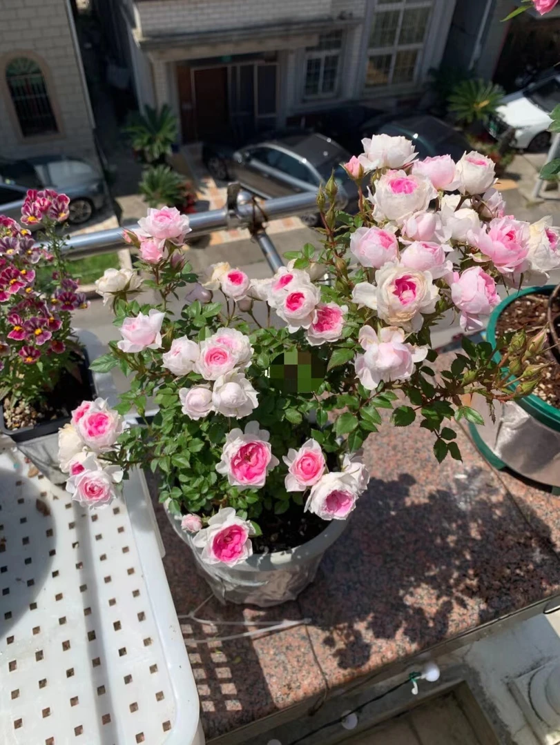 推荐新品阳台微月玛丽月季粉色迷你紧凑勤花四季开阳台庭院原生苗