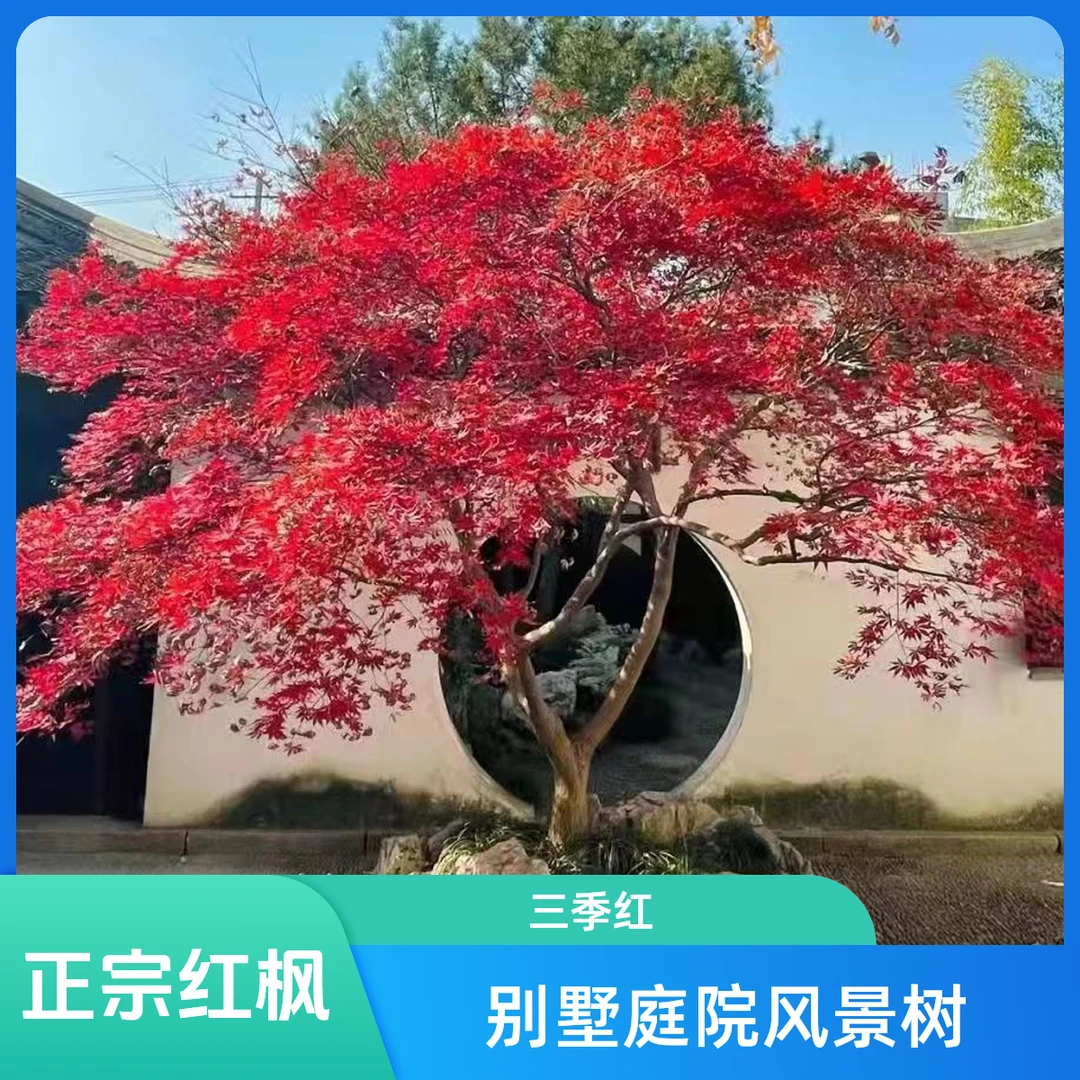 红枫树苗庭院景观树种 正宗三季红原生苗盆栽地在 羽毛枫正宗品种