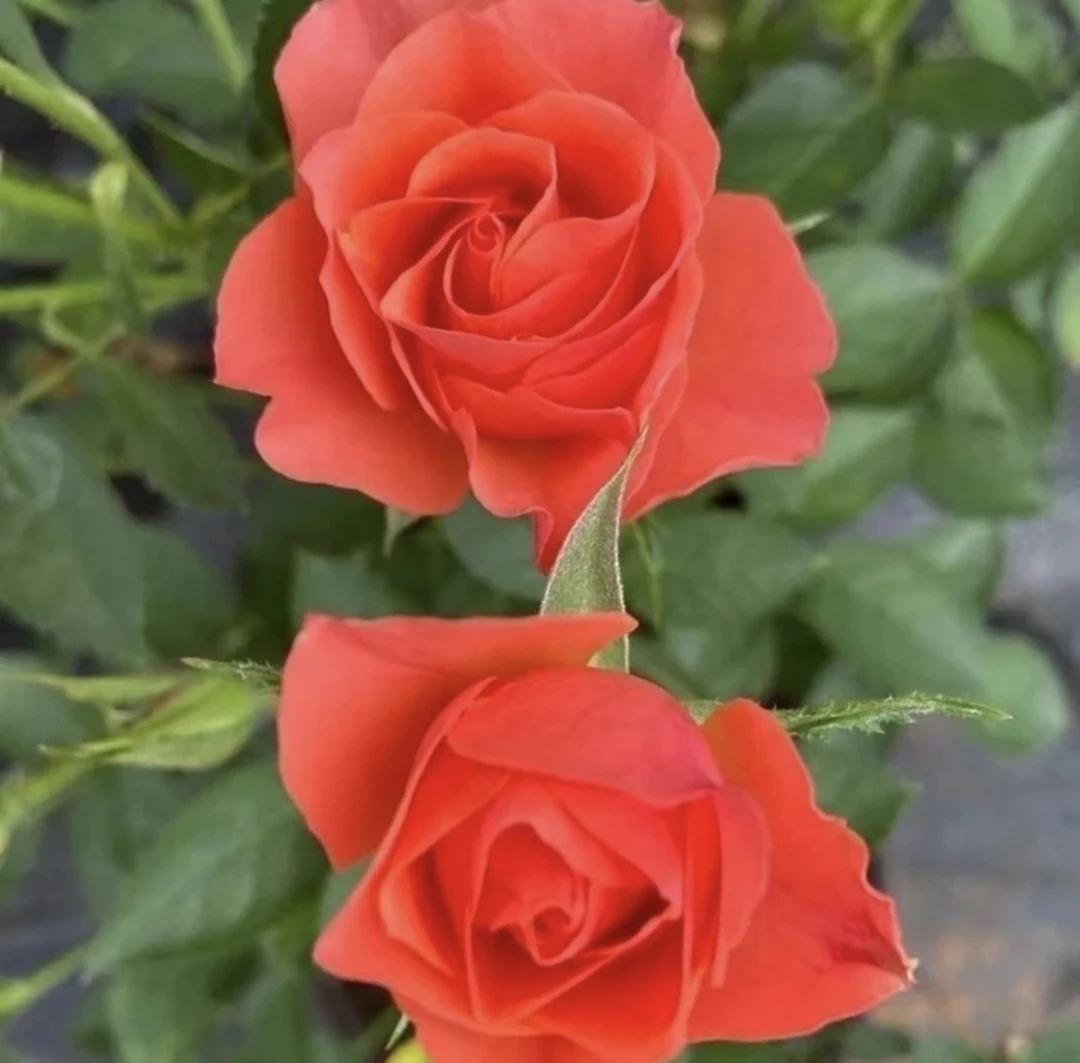 （夕阳果冻）灌木月季盆栽盆栽 180大盆