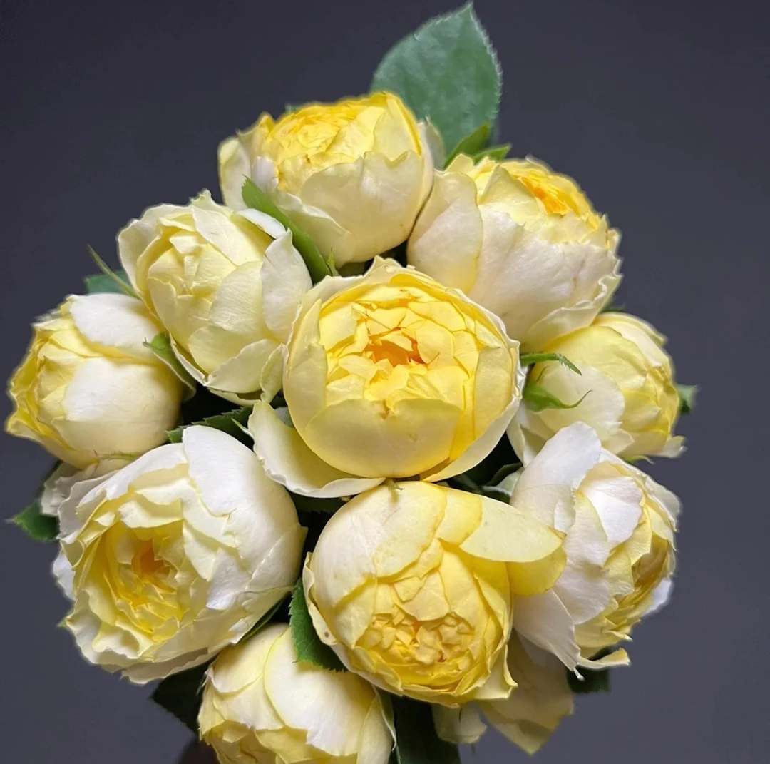 （金丝雀月季）黄色包子型月季盆栽 180大盆