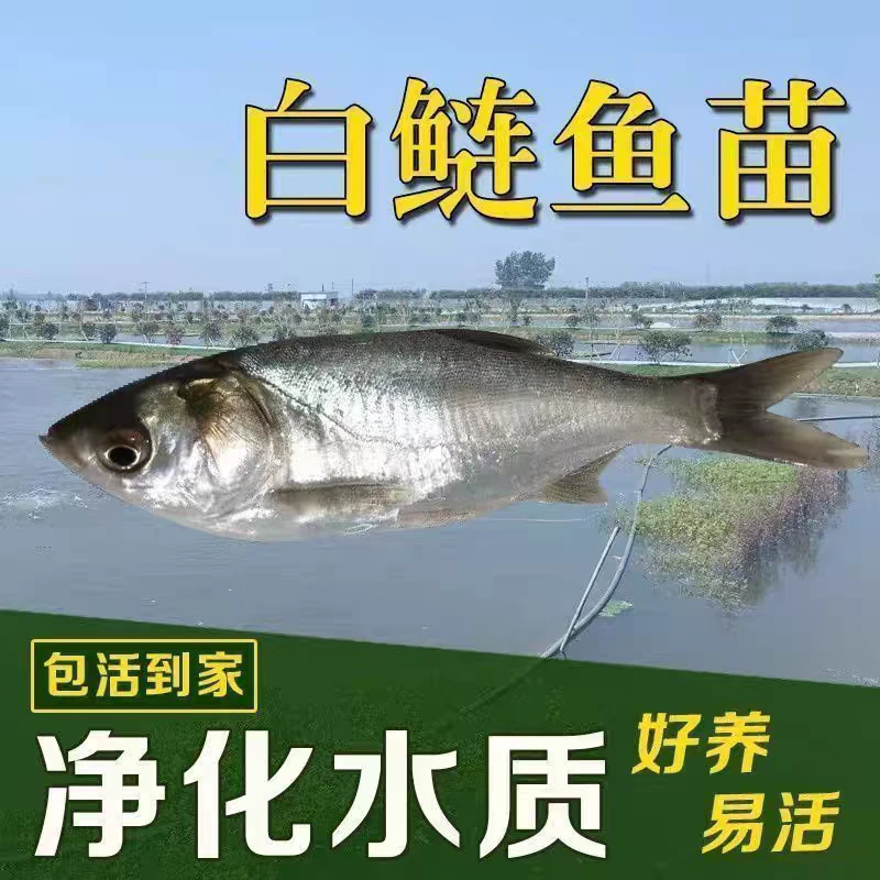 白鲢鱼苗活体淡水好养殖冷水观赏鱼饲料鱼特价大头花鲢鳙鳊鱼苗