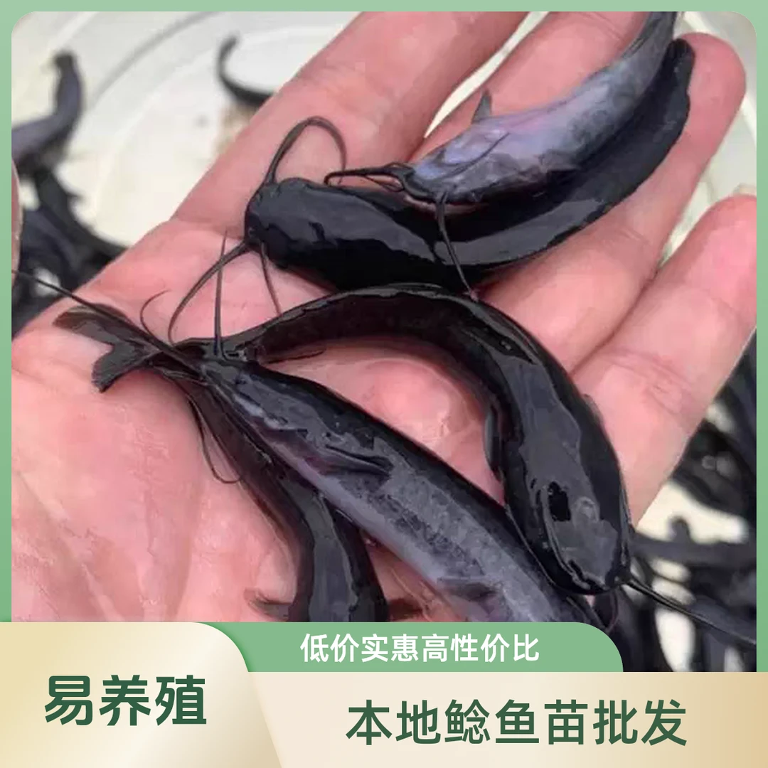 埃及鱼苗塘鲺淡水养殖食用革胡子鲶各种淡水包邮本地鲶鱼苗批发