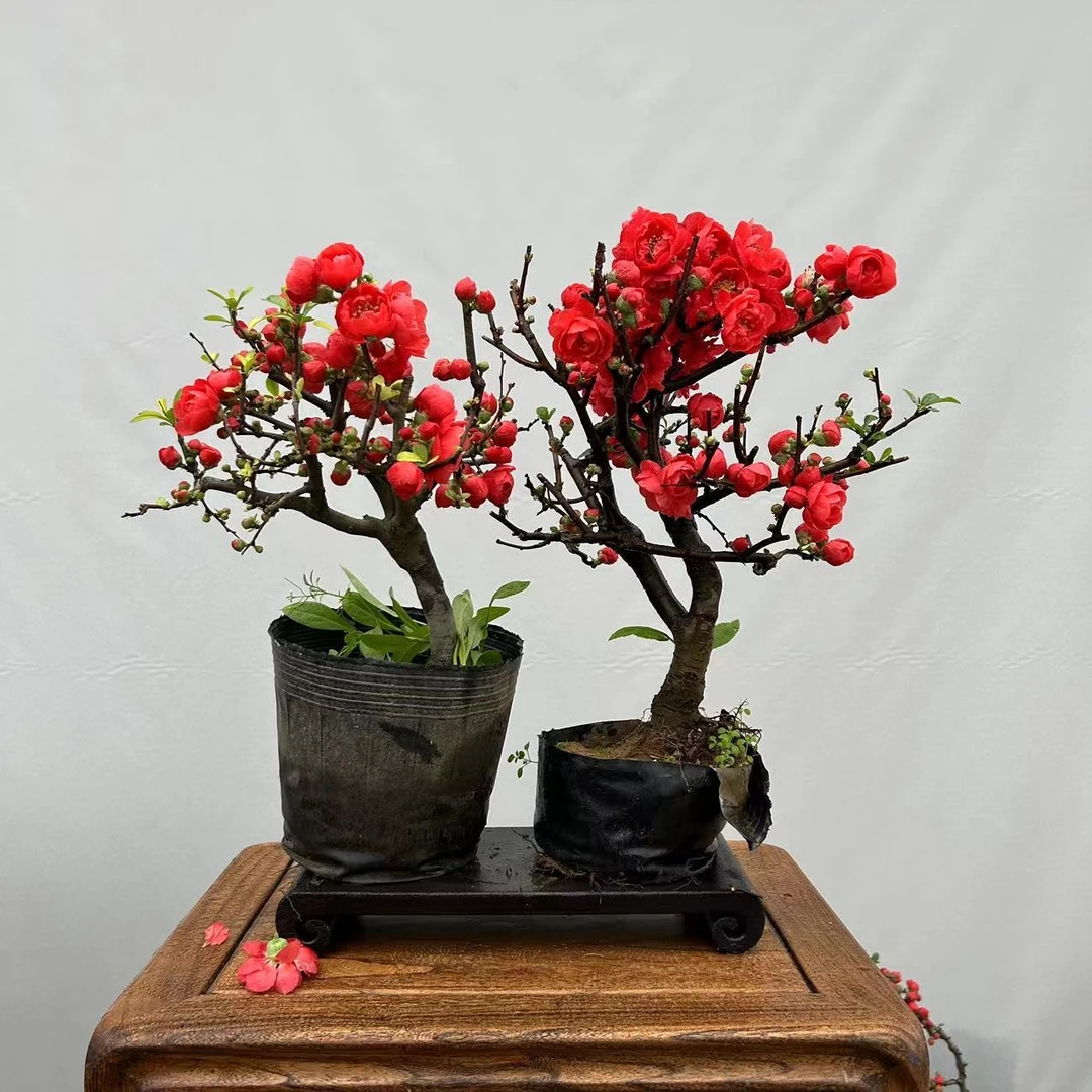 海棠盆景素材过年红红火火的花金玉满堂嫁接海棠丛林盆景素材观赏