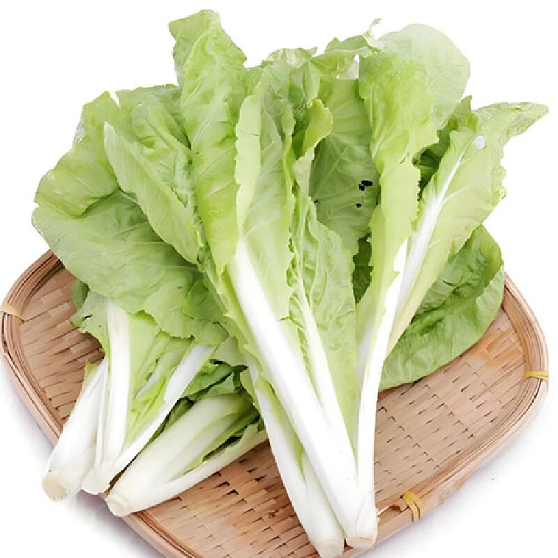 杭白菜  重约450-500g