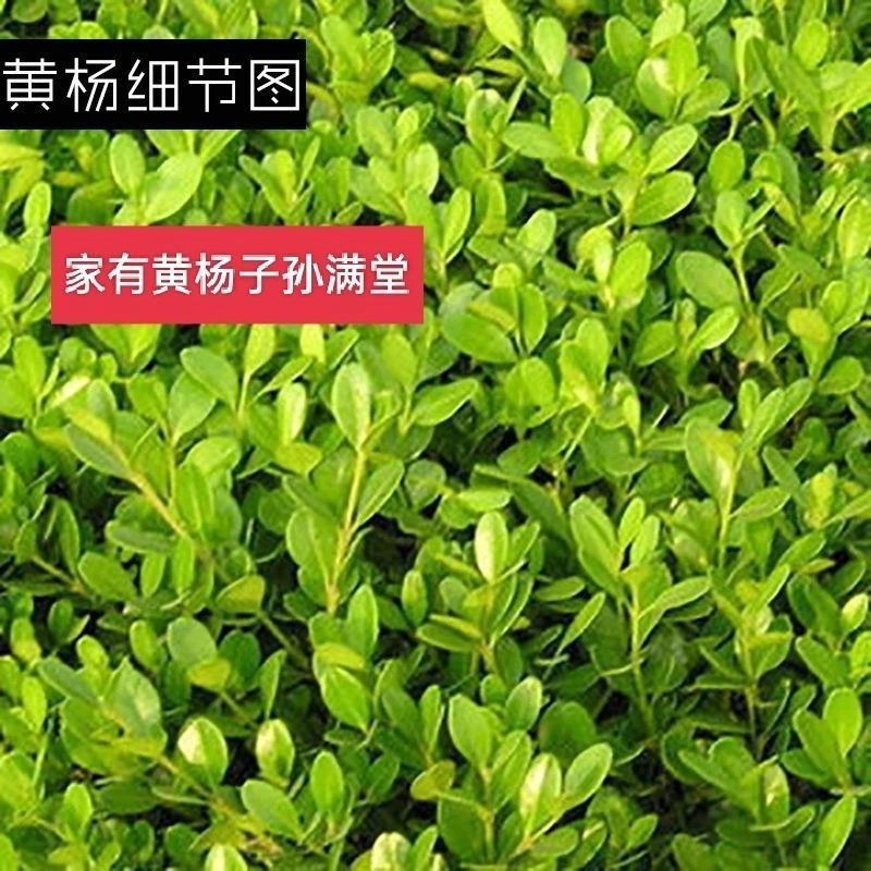 小叶黄杨树苗瓜子黄杨苗庭院围墙篱笆四季常青耐寒盆栽地栽苗床苗