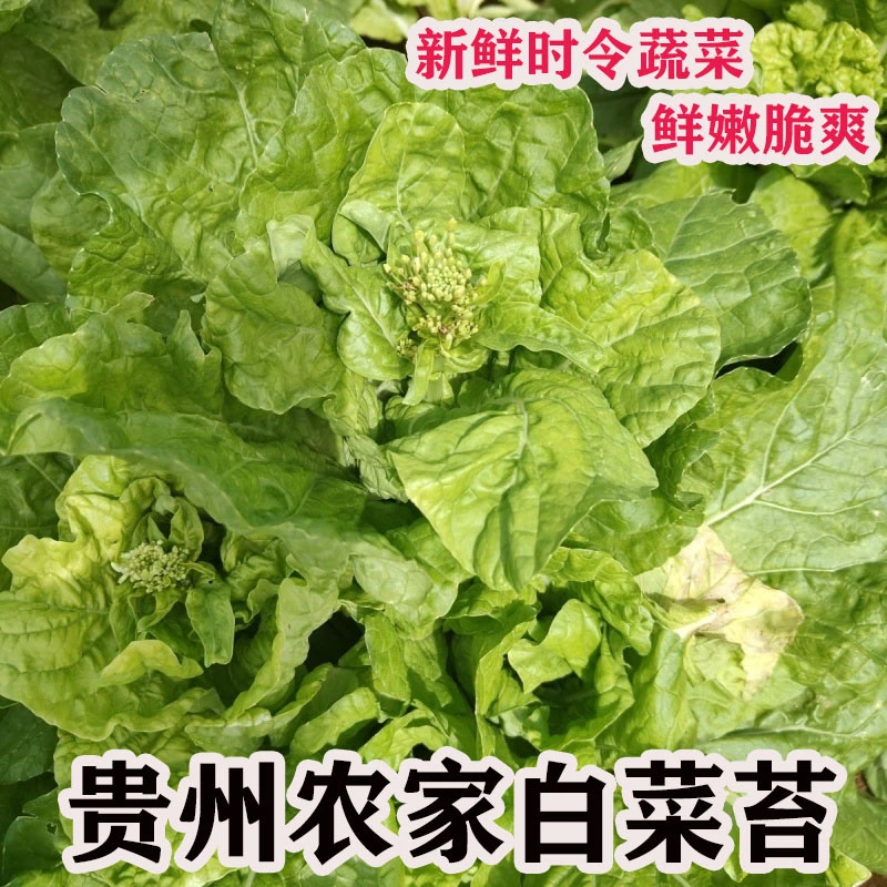 正宗贵州农家小菜白菜苔爽口脆嫩时令菜新鲜蔬菜农家自种整箱包邮