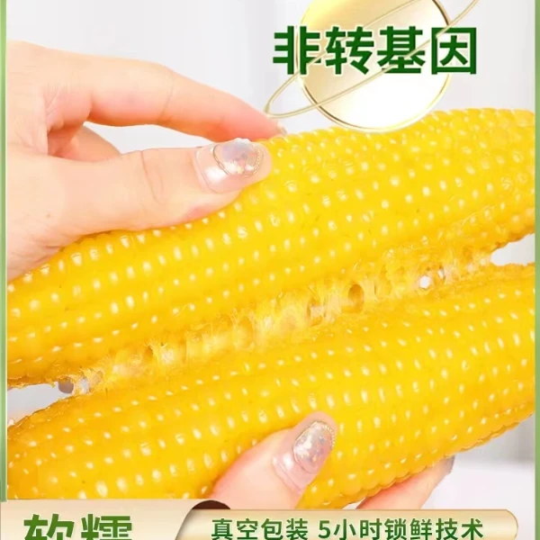 谷稻张东北黄糯甜粘玉米棒230g*8根农家自种苞米真空包装拉丝玉米