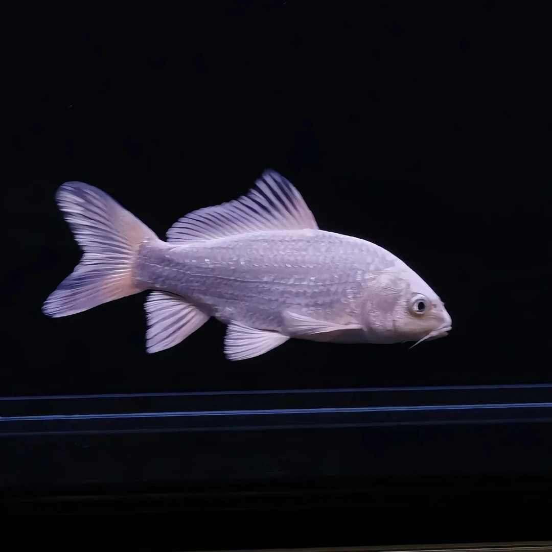 泽丽渔场台湾石膏白蝴蝶鲤（直播活动专属链接3-5）