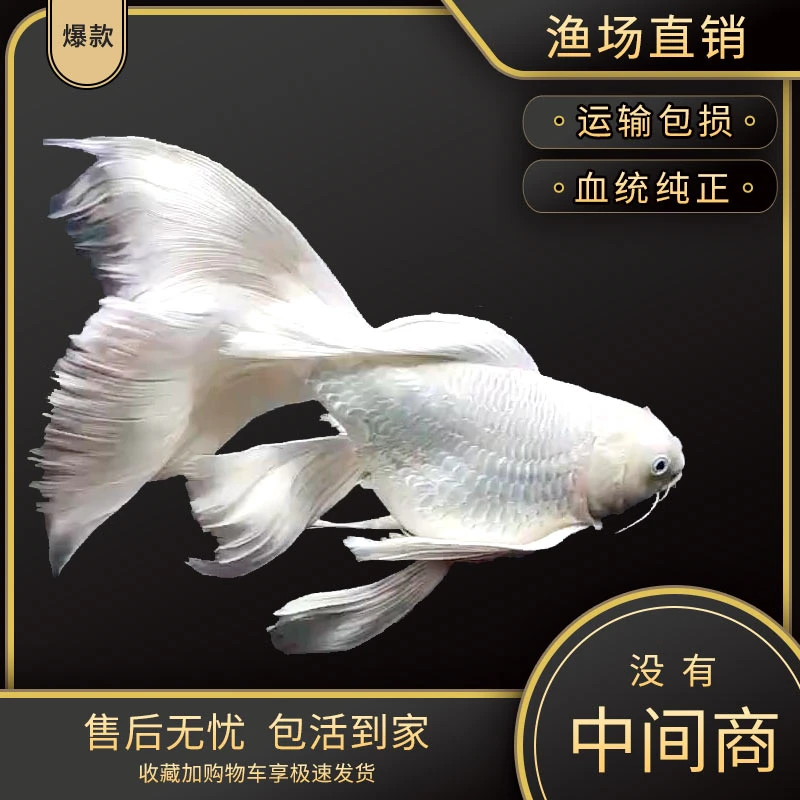 （精品球体）纯种台湾蝴蝶鲤大鳍大尾精品好养活体锦鲤石膏白鱼苗