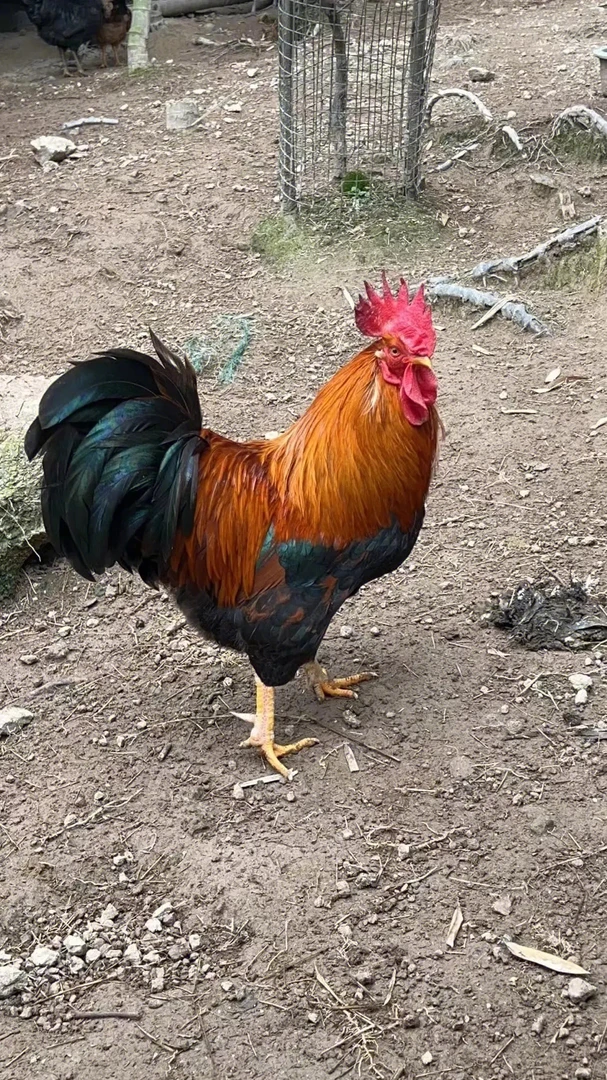 贵州农家散养土公鸡